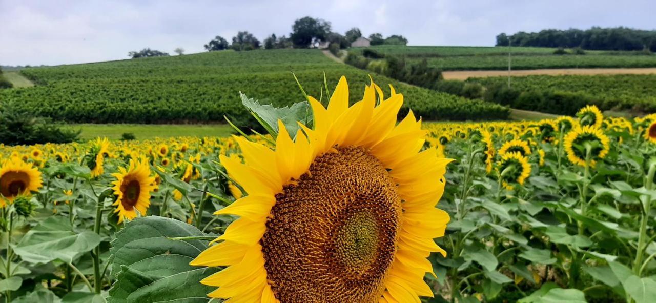 Gite - Le Moussat Lagraulet-du-Gers Buitenkant foto